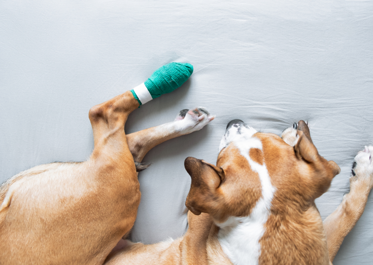 dog has a green bandage on their paw