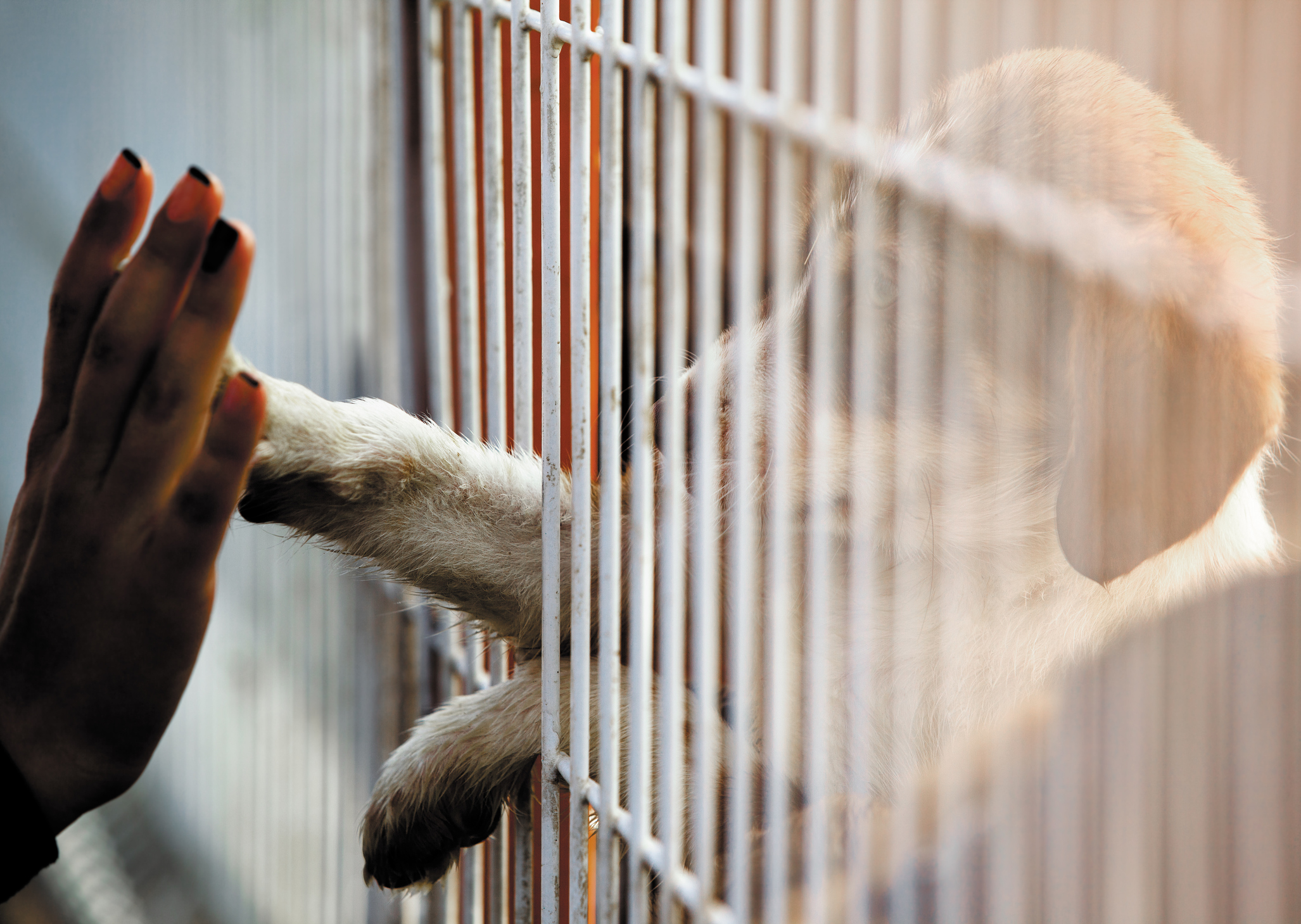 A dog putting its paw through a gap in its cage reaching for a persons hand