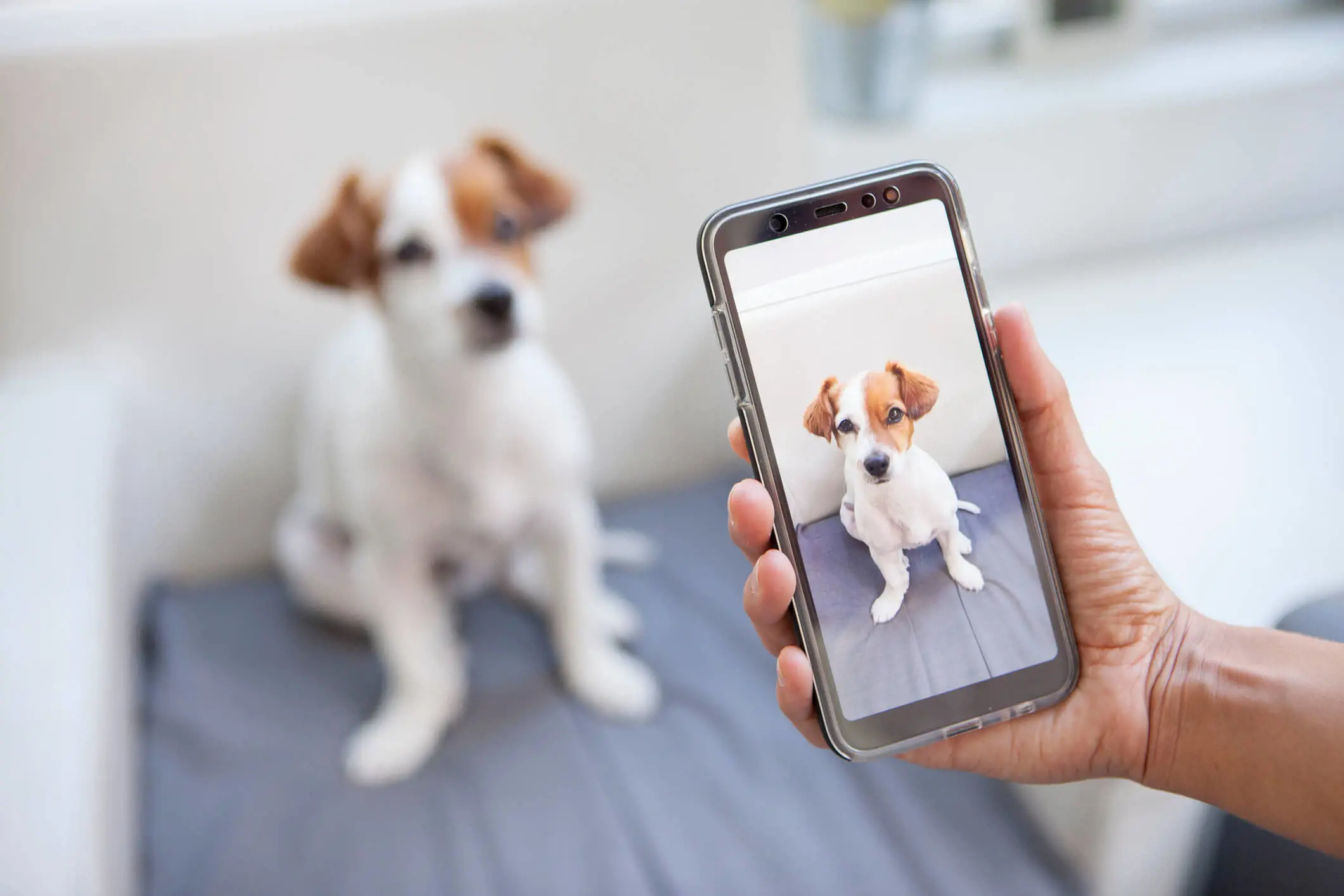 Three-fold increase in puppy buying via social media