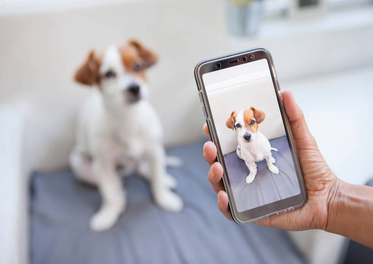 Three-fold increase in puppy buying via social media