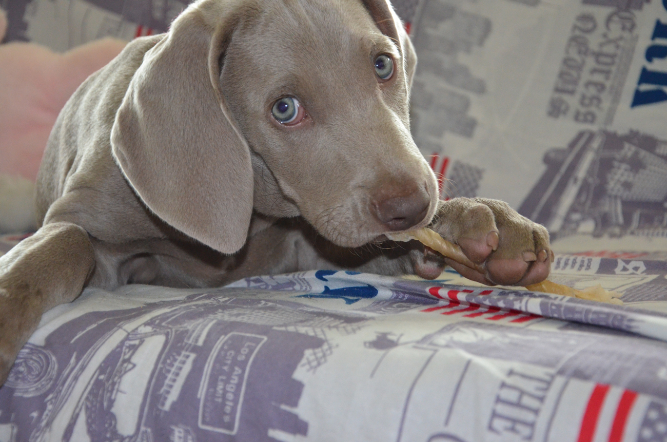 A young dog chewing a treat while laying on a sofa alone