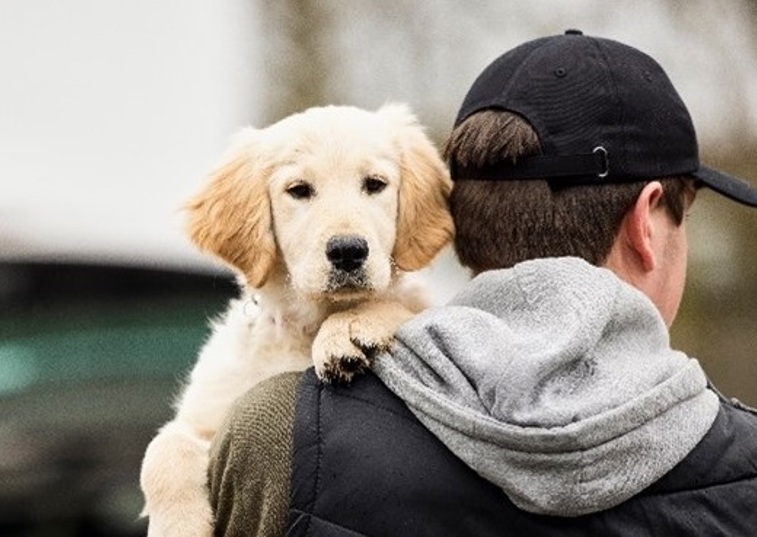 How to protect your dog from theft