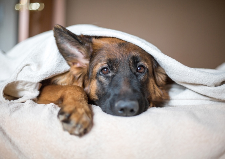 dog laying in a blanket