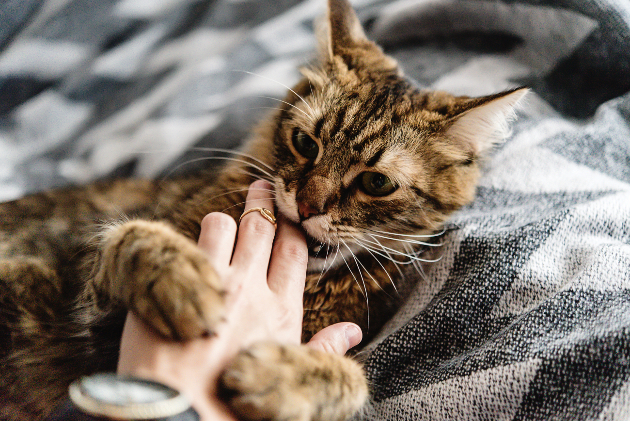 cat biting persons fingers