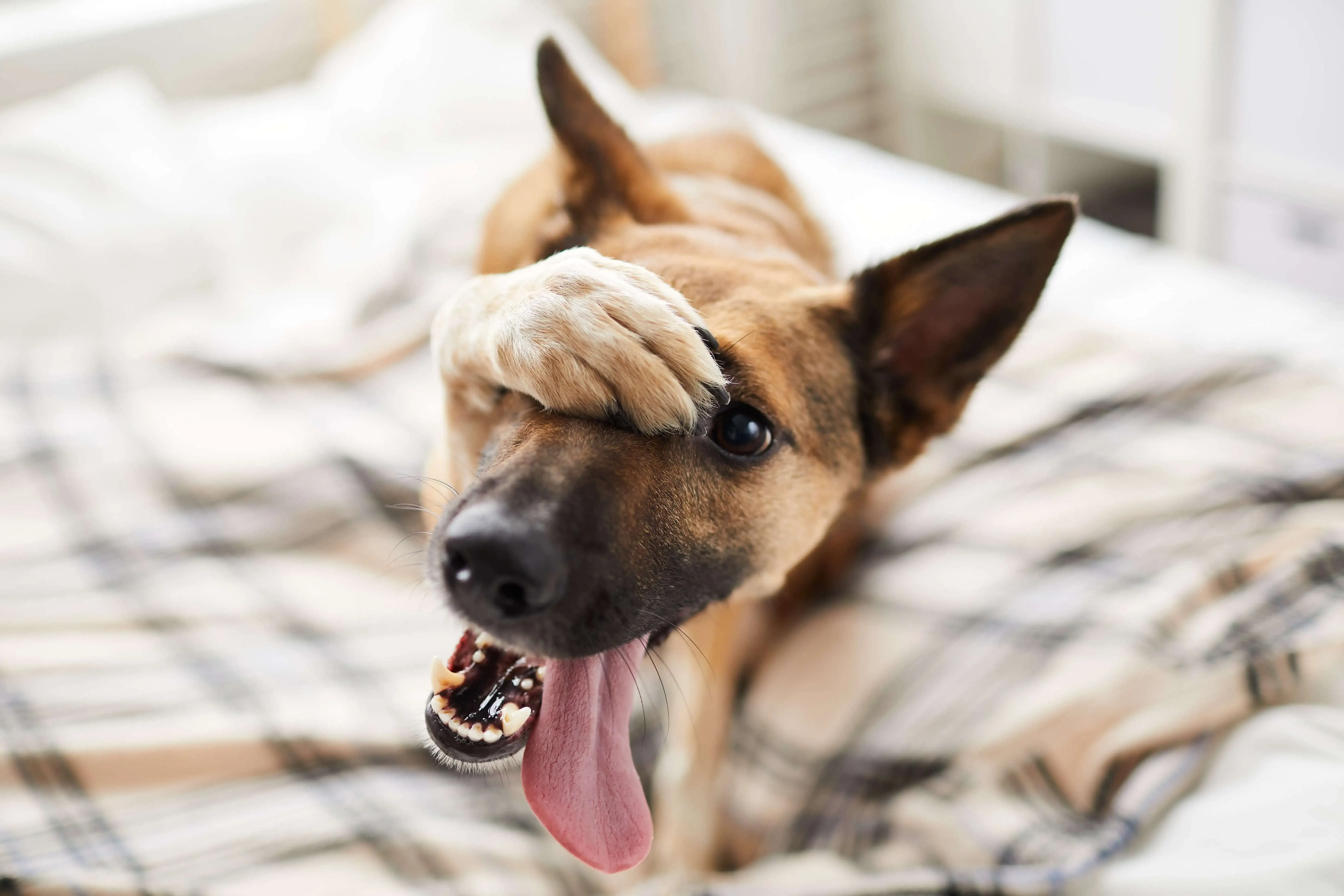 Dog on bed with paw hiding face