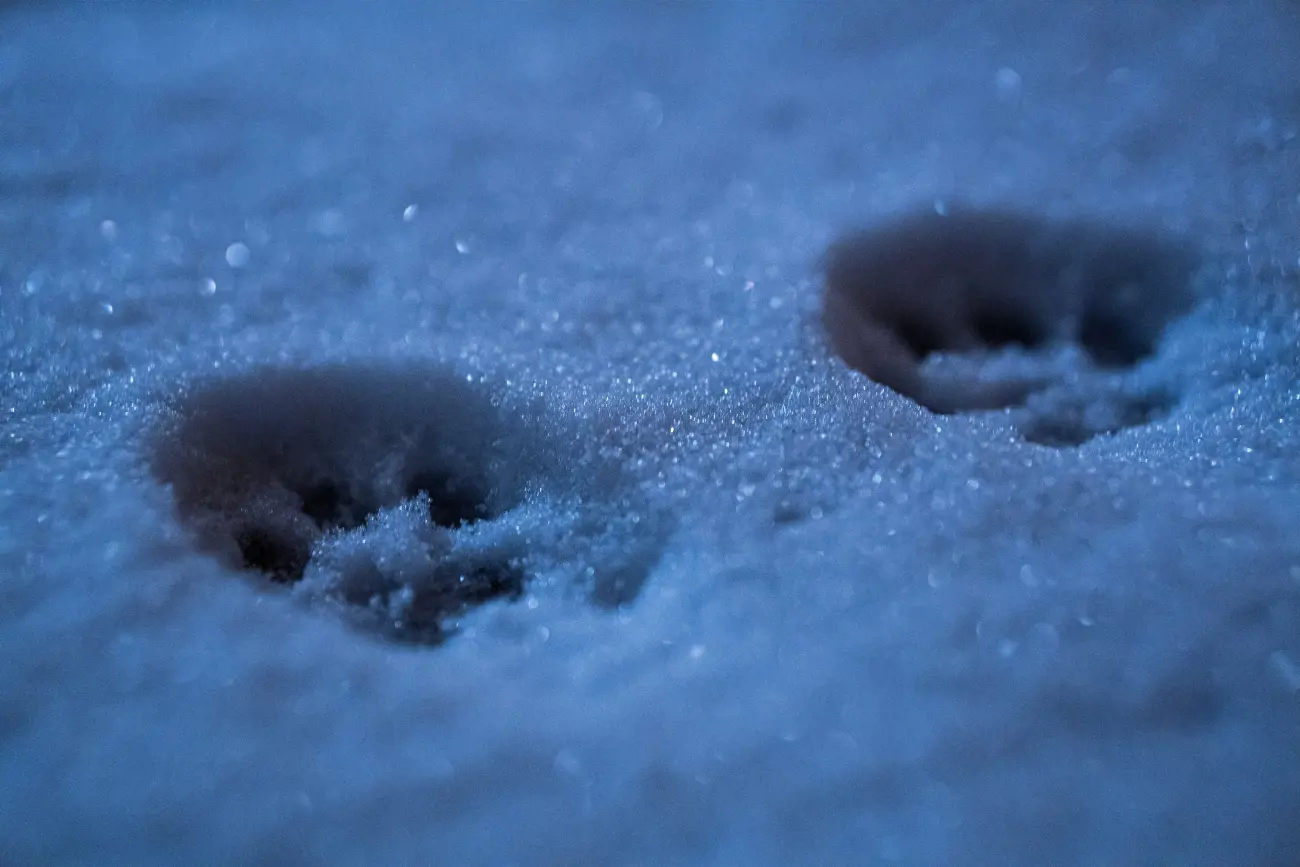 cat prints in snow