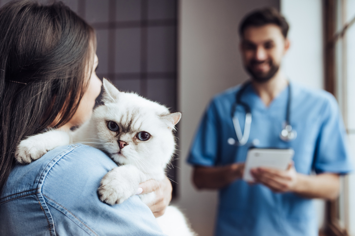 An owner carrying a cat towards a vet