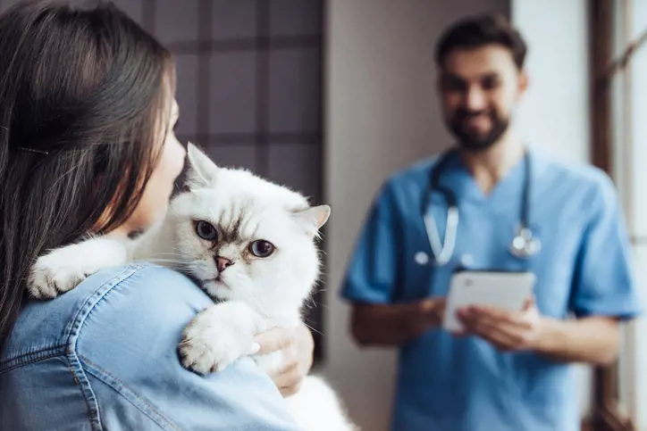 5 common cat health conditions