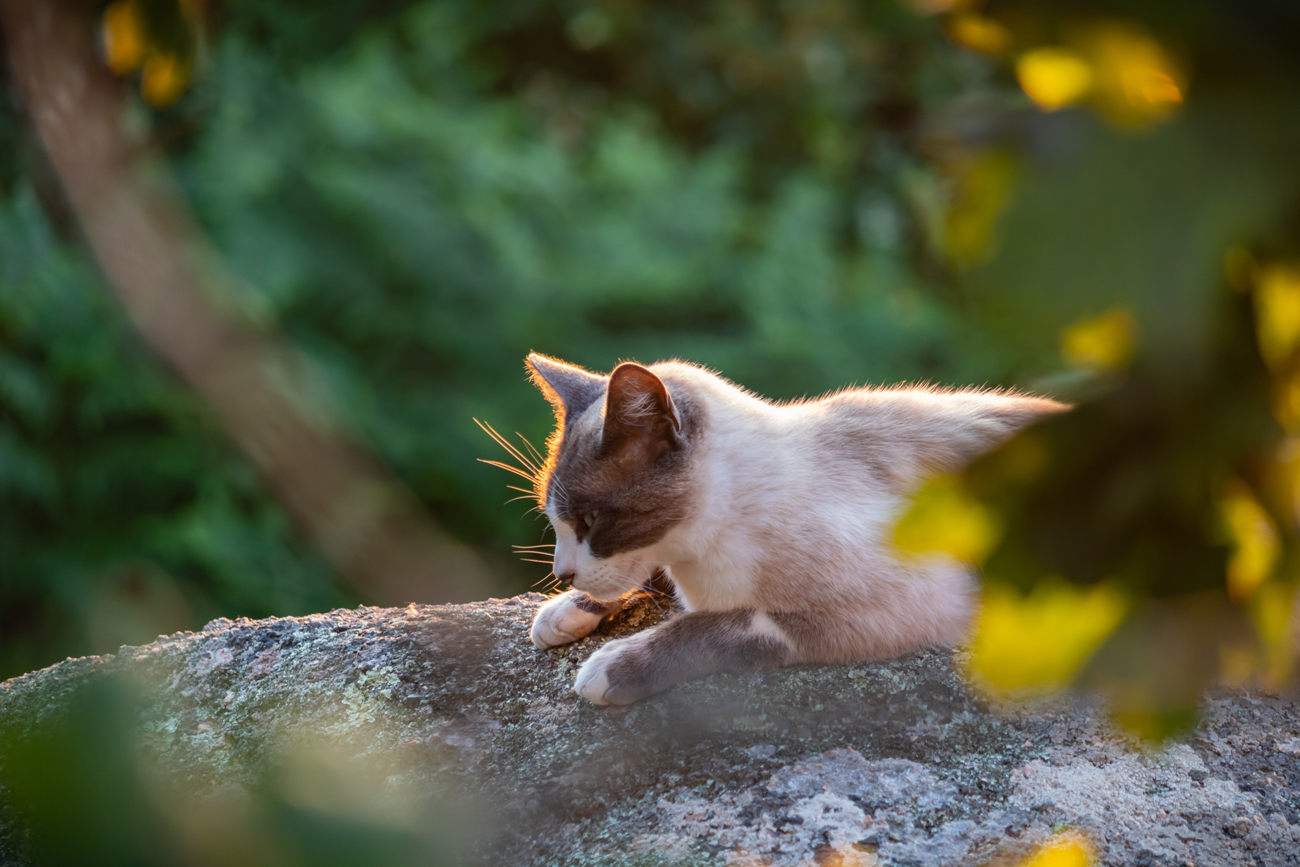 A cat laying on a snowy bolder in a wooded area