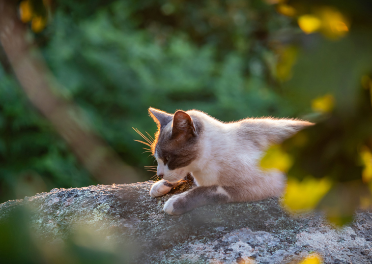 A cat sunbathing on a large boulder outside