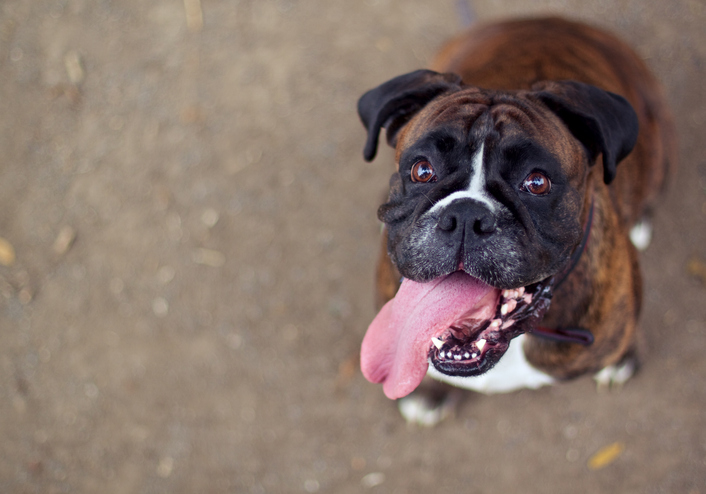 Smiley Boxer Dog