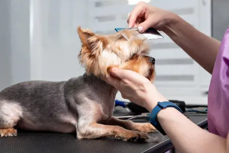 a yorkie being groomed