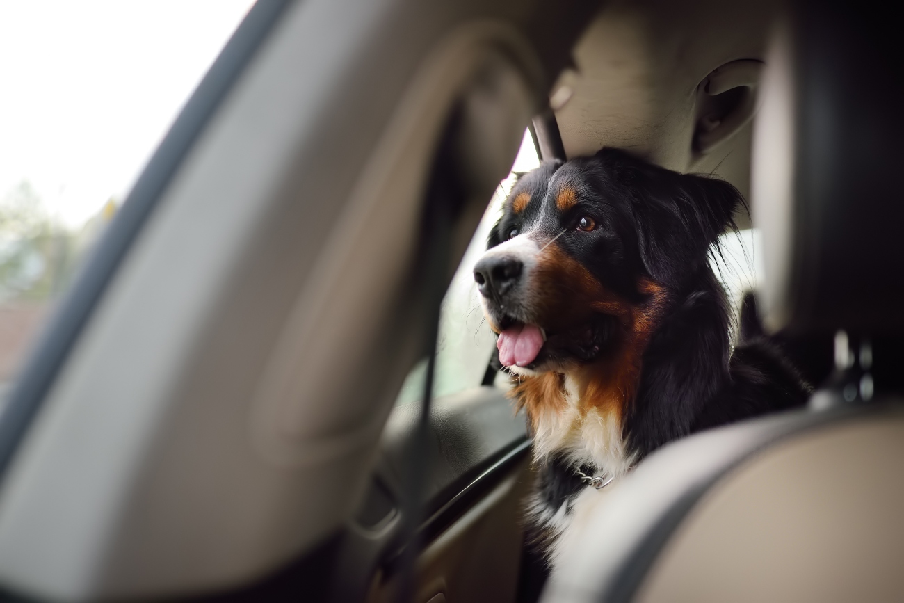 dog in a car looking out of the window