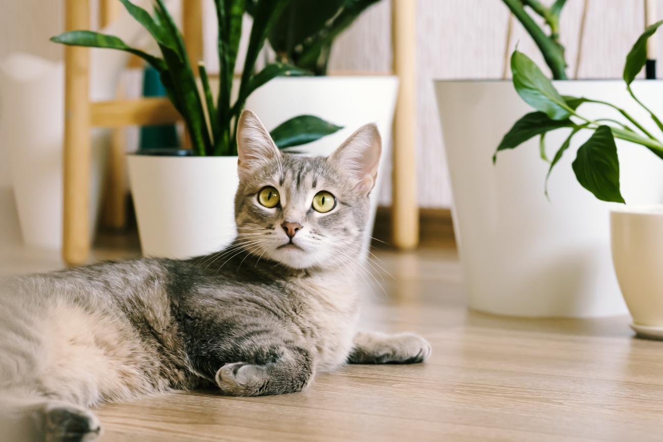 cat laying down next to some plants