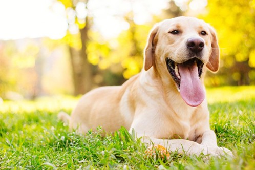 A dog laying down on grass panting