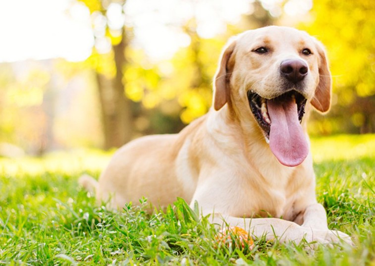 a golden retriever laying on the grass