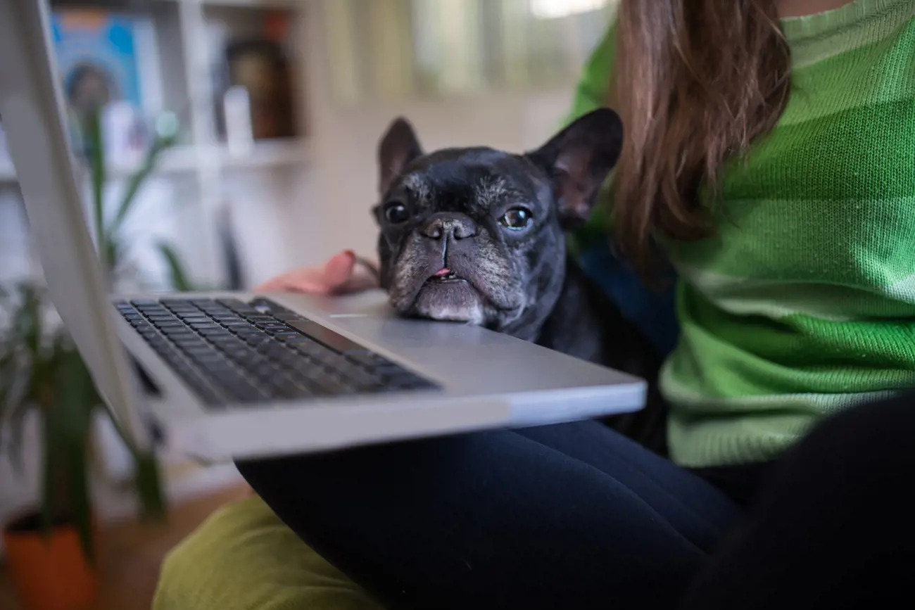 frenchie resting their head on a laptop