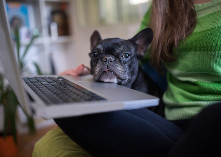 frenchie resting their head on a laptop