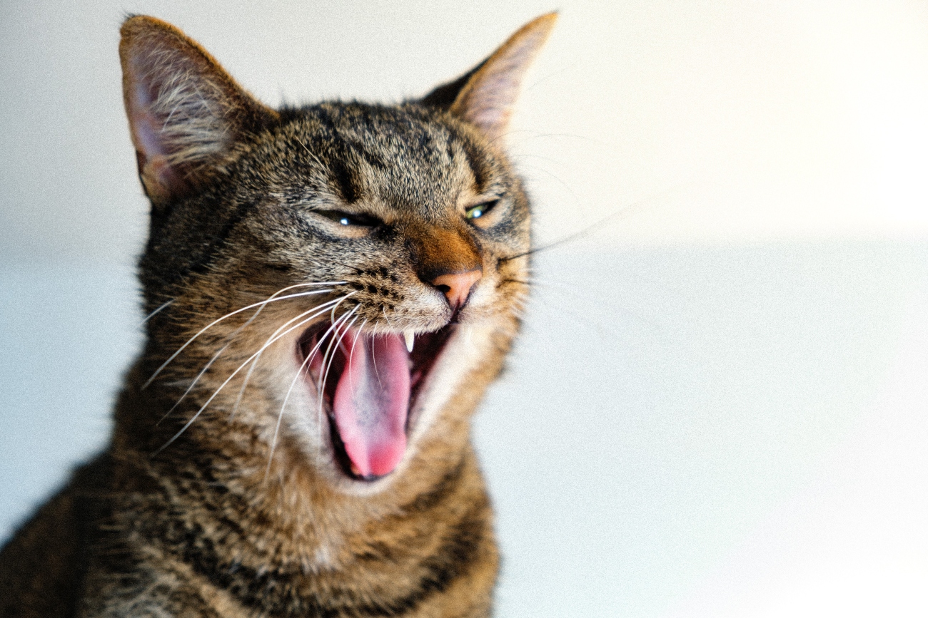 Yawning cat