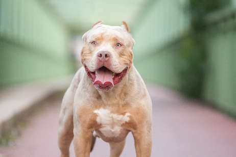 tan xl bully dog 