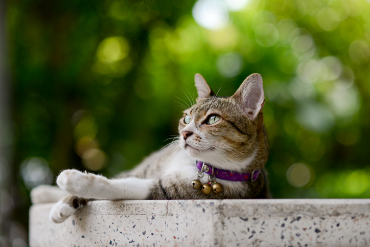 Cat with bright collar