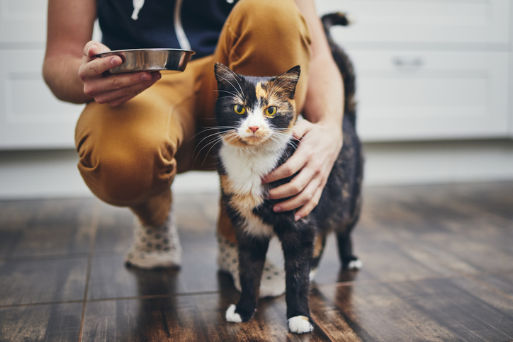 An owner leaning down to give their cat a bowl of food in a kitchen