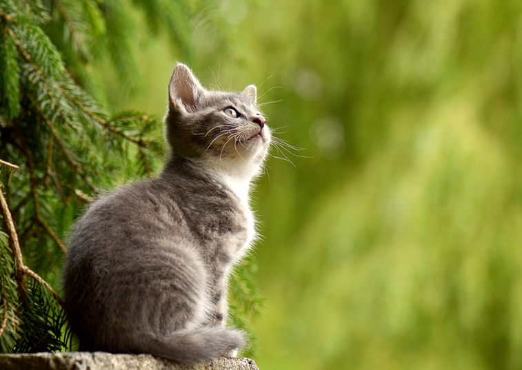 Is it safe for cats to climb up high?