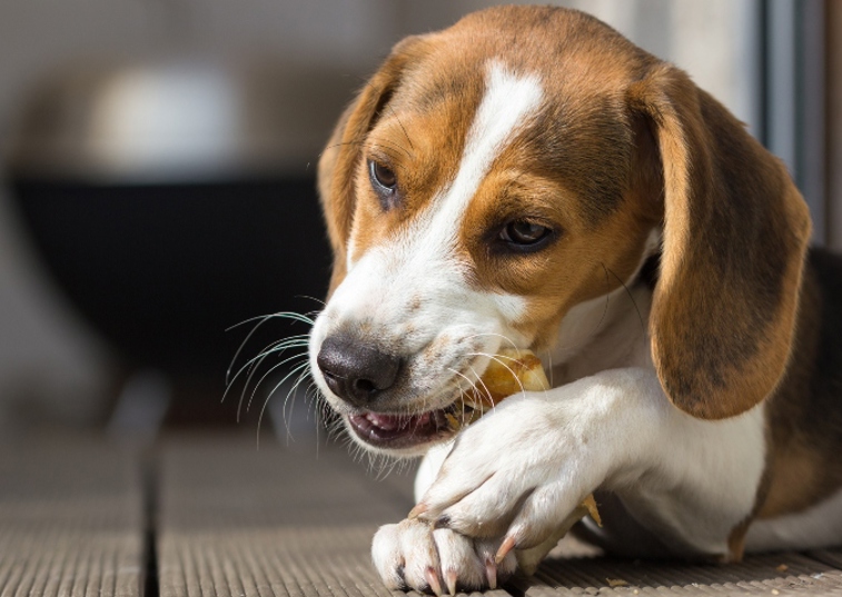 dog biting a bone