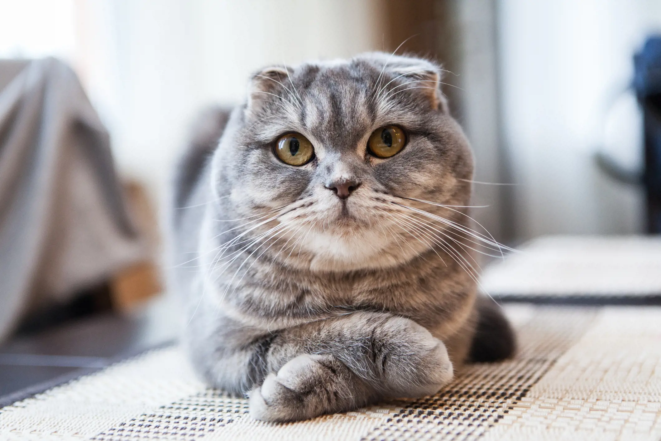 scottish fold