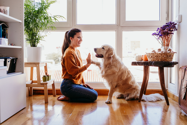 Golden retriever at home