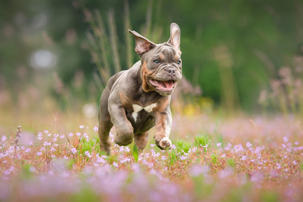 A puppy running through a meadow happily