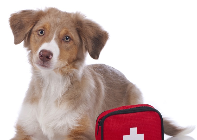 Dog with first aid