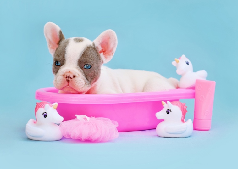 french bulldog puppy in a pink box