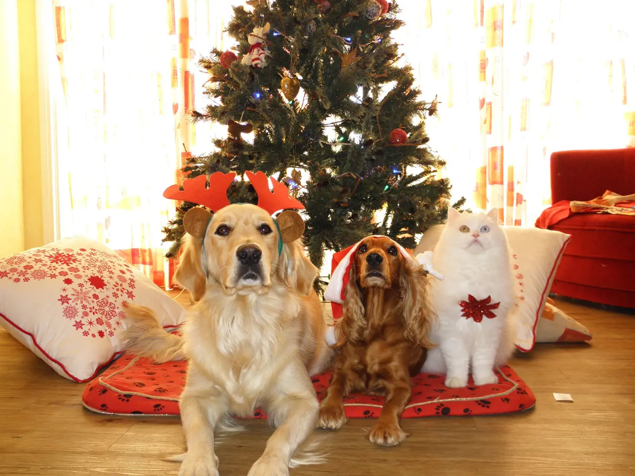 Doberman with presents