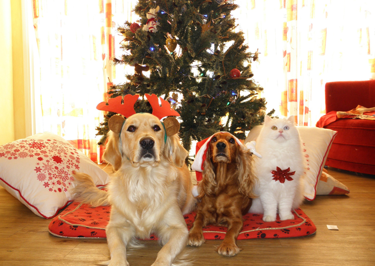 Doberman with presents