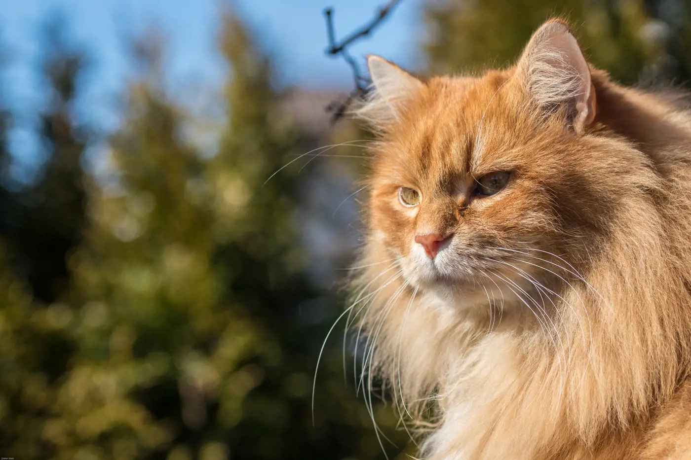 A cat with long whiskers sitting outside