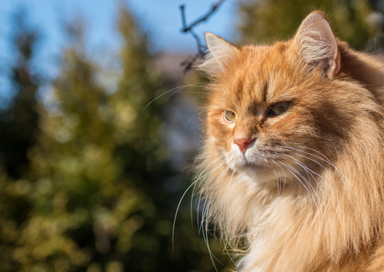 A cat with long whiskers sitting outside