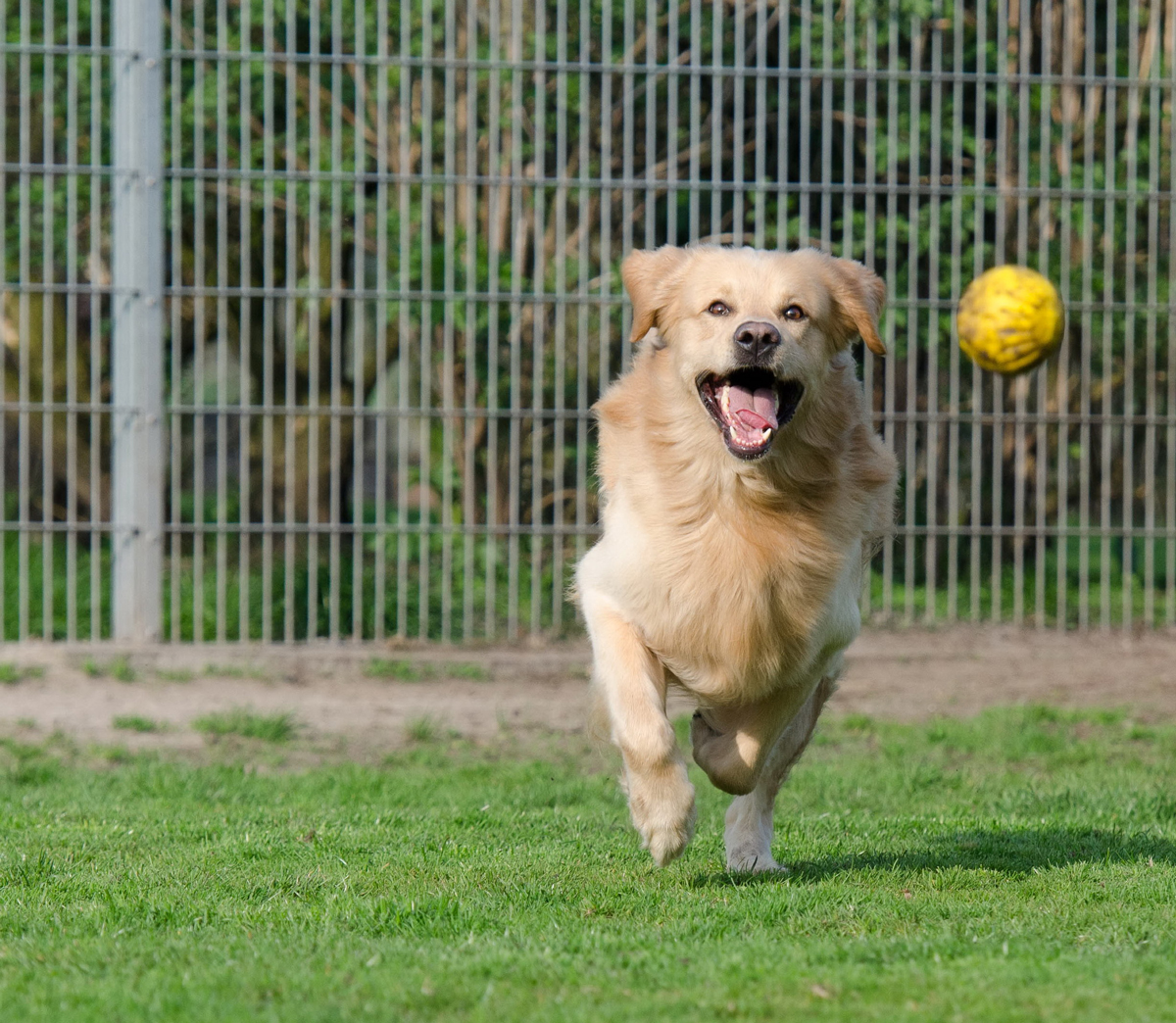 Chasing ball