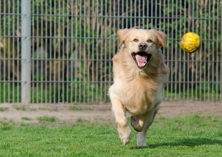 How to settle your dog into boarding kennels