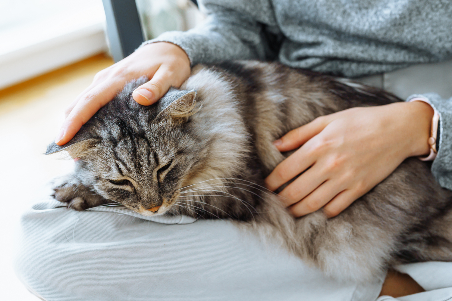 cat laying down on owners lap