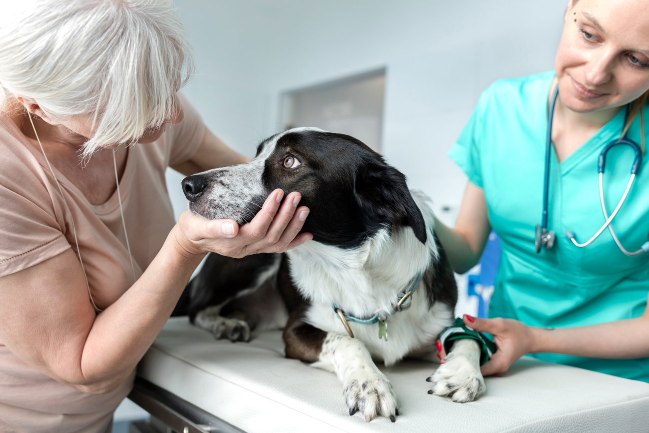 A dog looking at its owner on a vets table as a vet inspects it