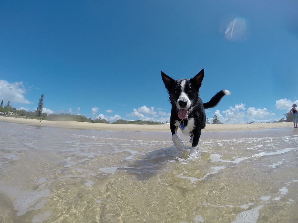 A dog walking in the sea along a sandy beach