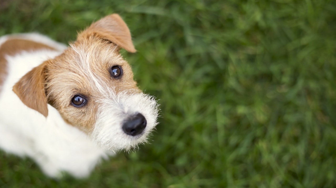 A puppy sitting on grass obediantly looking up