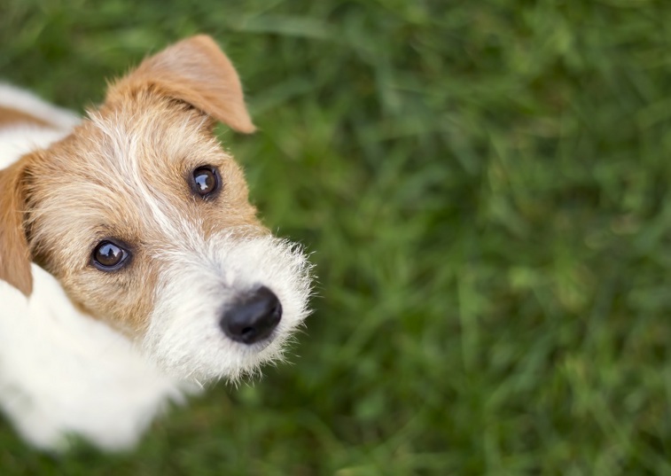 Dogs 'talk' to their owners with their eyes