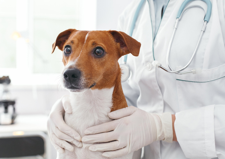 Dog in the vets