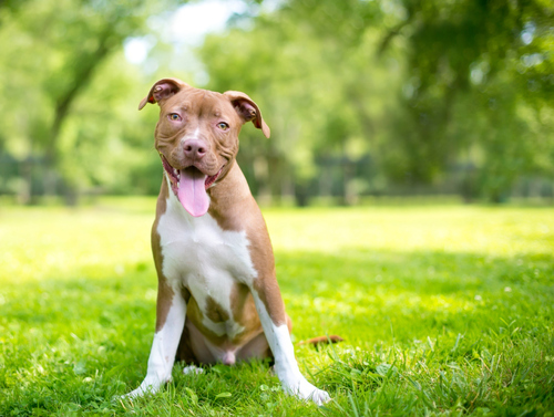 Happy pitbull