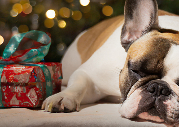 Frenchie Napping