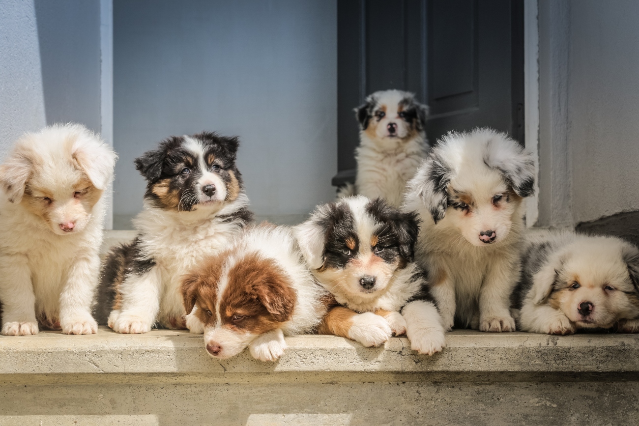 Litter of puppies