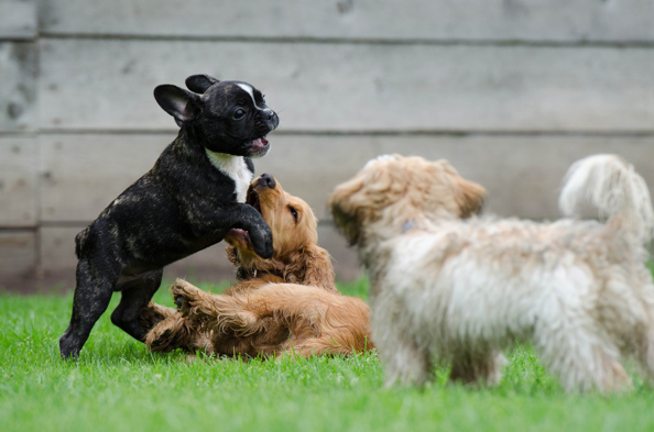 Three puppies playing together in a garden