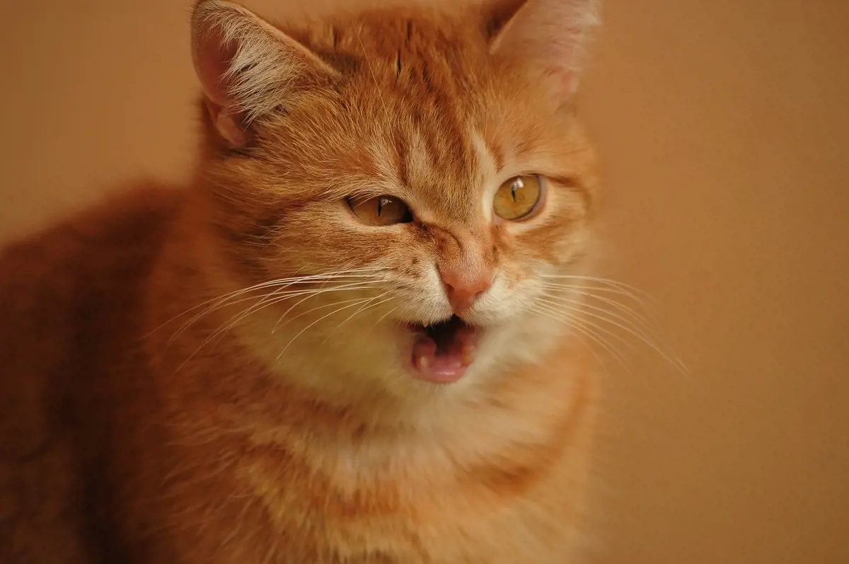 A ginger tabby ca sneezing